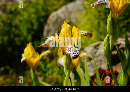 Blume einer gelben Iris im Sonnenlicht. Stockfoto