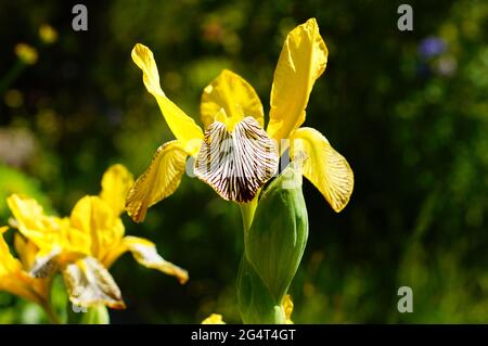 Blume einer gelben Iris im Sonnenlicht. Stockfoto