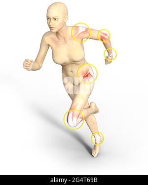 Die Gelenke des menschlichen Körpers sind anatomische Strukturen, die zwei oder mehr knöcherne Oberflächen im Zusammenhang mit dem Bindegewebe aufrechterhalten Stockfoto