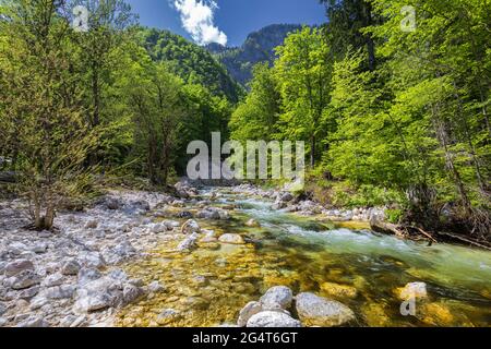 Cold Mountain Stream aus Wasserfall Savica, Fluss Sava in der Nähe von Lake Bohinj, Slowenische Alpen, Slowenien. Der Sava Bohinjka ist ein Oberlauf des Flusses Sava Stockfoto