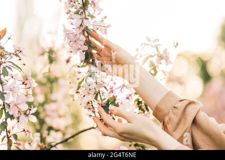 Schöne weibliche Hände, die einen Zweig blühender Obstbäume und Blumen halten, Hände berühren Kirschblüten, rosa Kirschblüten in der Hand der Frau, sanft Stockfoto