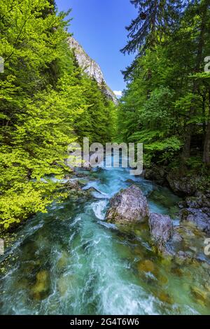 Cold Mountain Stream aus Wasserfall Savica, Fluss Sava in der Nähe von Lake Bohinj, Slowenische Alpen, Slowenien. Der Sava Bohinjka ist ein Oberlauf des Flusses Sava Stockfoto