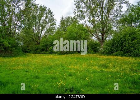 Blick in den Park mit Wiese mit Butterblumen (Ranunculus) Stockfoto