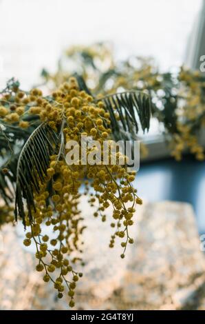 Bouquet von blühenden gelben Mimosen Blumen in Vase mit Fenster auf dem Hintergrund Stockfoto