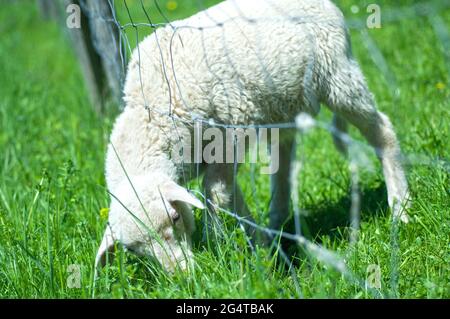 Nahaufnahme eines weidenden Schafes mit dem Kopf, der im Zaun steckt Stockfoto