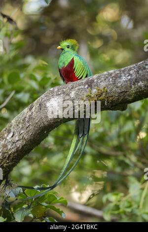 Farbenfroh strahlender Quetzal, der bei Sonnenuntergang auf einem Buschwerk im Nebelwald sitzt. Stockfoto