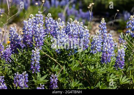 Lupine blüht im Frühling in der Nähe des Gros Ventre River, Grand Teton National Park, Wyoming Stockfoto