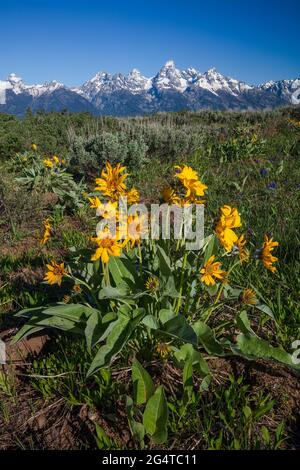 Die Ohren des Maultiers blühen im Frühling mit der schneebedeckten Teton Range im Hintergrund, dem Grand Teton National Park, Wyoming Stockfoto