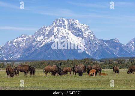 Bison grasen im Frühling auf einem Feld mit Mount Moran im Hintergrund, Grand Teton National Park, Wyoming Stockfoto