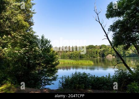 Der See Pionierbecken 3 im Königswald bei Köln, Nordrhein-Westfalen, Deutschland. Die Pionierbecken sind ehemalige Kiesgruben. Stockfoto