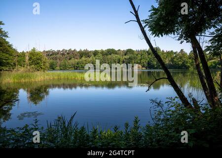 Der See Pionierbecken 3 im Königswald bei Köln, Nordrhein-Westfalen, Deutschland. Die Pionierbecken sind ehemalige Kiesgruben. Stockfoto