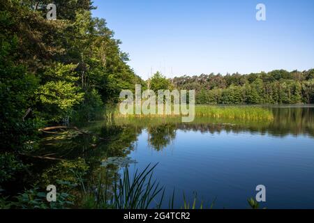 Der See Pionierbecken 3 im Königswald bei Köln, Nordrhein-Westfalen, Deutschland. Die Pionierbecken sind ehemalige Kiesgruben. Stockfoto