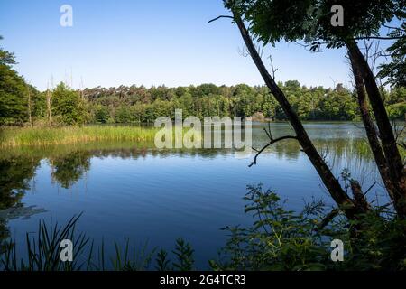 Der See Pionierbecken 3 im Königswald bei Köln, Nordrhein-Westfalen, Deutschland. Die Pionierbecken sind ehemalige Kiesgruben. Stockfoto