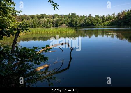 Der See Pionierbecken 3 im Königswald bei Köln, Nordrhein-Westfalen, Deutschland. Die Pionierbecken sind ehemalige Kiesgruben. Stockfoto