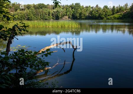 Der See Pionierbecken 3 im Königswald bei Köln, Nordrhein-Westfalen, Deutschland. Die Pionierbecken sind ehemalige Kiesgruben. Stockfoto