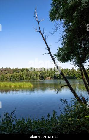 Der See Pionierbecken 3 im Königswald bei Köln, Nordrhein-Westfalen, Deutschland. Die Pionierbecken sind ehemalige Kiesgruben. Stockfoto