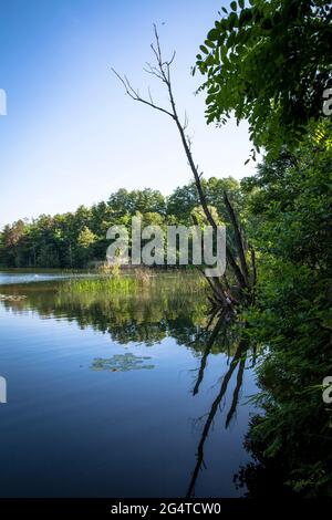 Der See Pionierbecken 3 im Königswald bei Köln, Nordrhein-Westfalen, Deutschland. Die Pionierbecken sind ehemalige Kiesgruben. Stockfoto