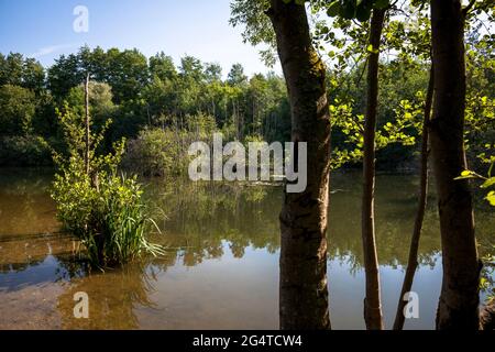 Der See Pionierbecken 3 im Königswald bei Köln, Nordrhein-Westfalen, Deutschland. Die Pionierbecken sind ehemalige Kiesgruben. Stockfoto