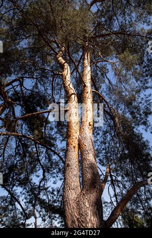 Kiefern in der Wahner Heide bei Telegraphen, Troisdorf, Nordrhein-Westfalen, Deutschland. Kiefern in der Wahner Heide nahe Telegrafenberg, Stockfoto