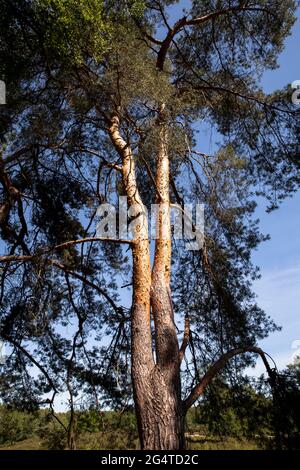 Kiefern in der Wahner Heide bei Telegraphen, Troisdorf, Nordrhein-Westfalen, Deutschland. Kiefern in der Wahner Heide nahe Telegrafenberg, Stockfoto