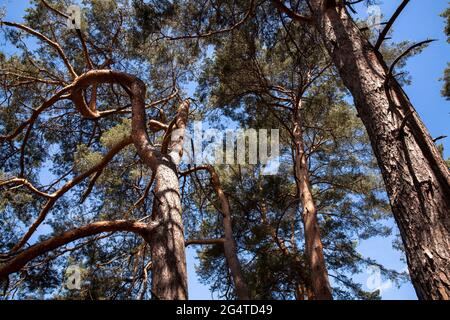 Kiefern in der Wahner Heide bei Telegraphen, Troisdorf, Nordrhein-Westfalen, Deutschland. Kiefern in der Wahner Heide nahe Telegrafenberg, Stockfoto