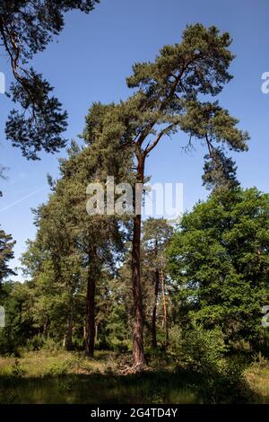 Kiefern in der Wahner Heide bei Telegraphen, Troisdorf, Nordrhein-Westfalen, Deutschland. Kiefern in der Wahner Heide nahe Telegrafenberg, Stockfoto