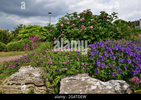 Wilde Blumen vor grauem und blauem Himmel im Gyn Public Park, Blackpool North Stockfoto