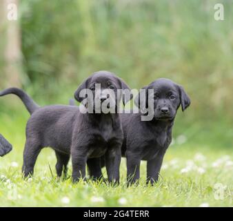 zwei Labrador Retriever Welpen Stockfoto