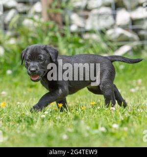 Schwarzer labrador Welpe. Stockfoto