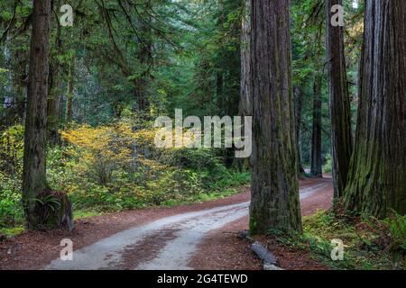 Mammutbäume entlang der Howland Hill Road, Jedediah Smith Redwoods State Park, Kalifornien Stockfoto