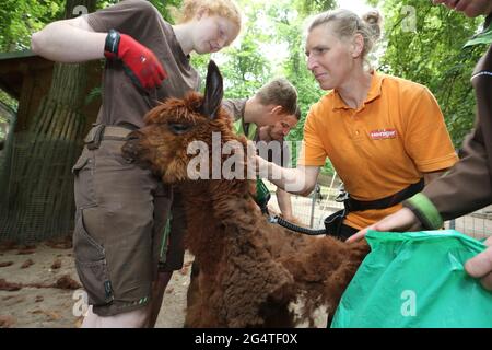 23. Juni 2021, Sachsen-Anhalt, Halberstadt: Stefanie Kauschus (r) bringt die Schere auf. Die acht Alpakas aus dem Zoo Halberstadt hatten heute einen Haarschnitt. Shearer Stefanie Kauschus benötigte durchschnittlich 20 Minuten pro Tier. Die Alpakas müssen 1 Mal im Jahr geschert werden. Foto: Matthias Bein/dpa-Zentralbild/dpa Stockfoto