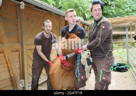 23. Juni 2021, Sachsen-Anhalt, Halberstadt: Tierpfleger halten eine Alpaka-Dame fest. Für die acht Alpakas aus dem Zoo in Halberstadt gab es heute einen Friseurtermin. Shearer Kauschus benötigte durchschnittlich 20 Minuten pro Tier. Die Alpakas müssen 1 Mal im Jahr geschert werden. Foto: Matthias Bein/dpa-Zentralbild/dpa Stockfoto