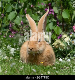 Belgischer Riesenkaninchen Stockfoto