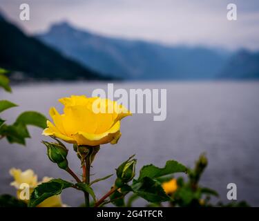 Blühende gelbe Rose auf verschwommenem Wasserhintergrund, Berge und Traunsee im Hintergrund Stockfoto