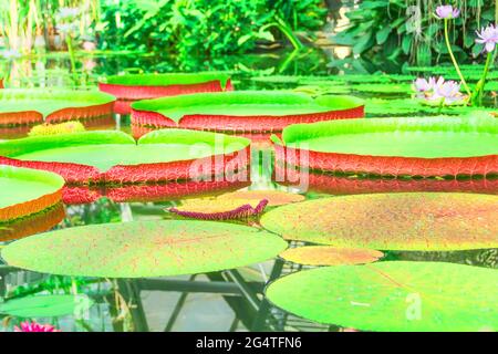 Viele riesige rote grüne Seerose Pad von Victoria Amazonica in einem tropischen Teich Stockfoto
