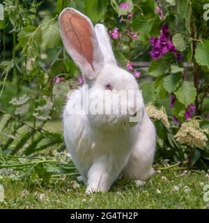 Riesiges holländisches Kaninchen Stockfoto