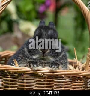 Baby Niederlande Zwergkaninchen in einem Korb Stockfoto