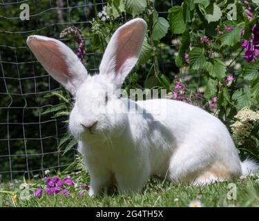 Flämischer Riese, weißes Kaninchen Stockfoto