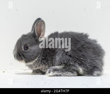 Zwergkaninchen aus den Niederlanden Stockfoto