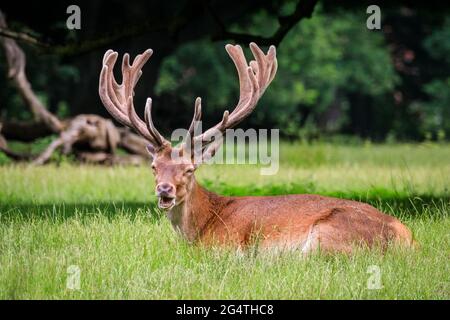 Dülmen, NRW, Deutschland. Juni 2021. Ein Rothirsch (Cervus elaphus) im Dülmen Nature Reserve entspannt sich im langen Gras, sein Geweih ist noch mit Samt bedeckt, aber beeindruckend gewachsen. Kühlere Temperaturen und kürzliche Regenfälle machen es für Wildtiere einfacher, nach der kürzlichen Hitze Nahrung zu finden und sich zu entspannen. Kredit: Imageplotter/Alamy Live Nachrichten Stockfoto