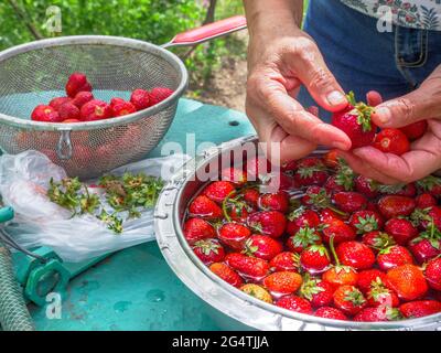 Weibliche Hände waschen frische reife Erdbeeren in einer Schüssel mit Wasser, die auf einem Deckel eines altmodischen Brunnenes steht. Skimmer voller Beeren in der Nähe stehen. Stockfoto