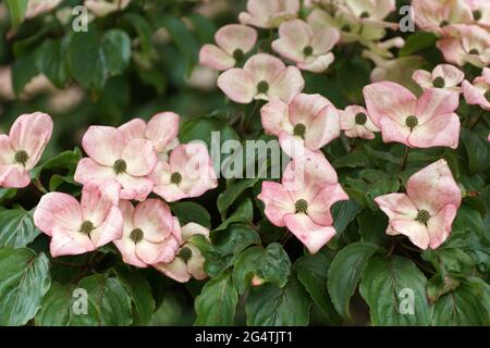 Die rosafarbenen Bracts von Cornus kousa 'Miss Satomi' Stockfoto