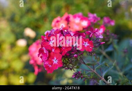 Schöne rote Blüten mehrjährige Phlox, Sommer Phlox Stockfoto