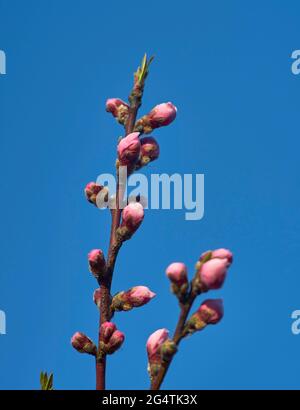 Entwicklung der Knospen von rosa Blütenpfirsich im Frühjahr Stockfoto