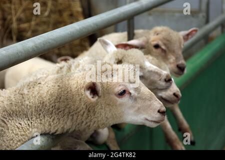 Lämmer in einem Stift auf einer Streichelfarm Stockfoto