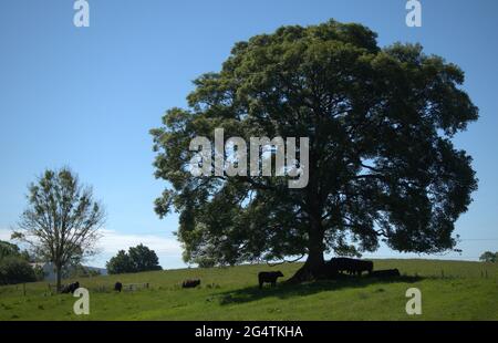 Der traditionell geformte Baum in der Landschaft von Haufenheim bietet den jungen schwarzen Ochsen Schutz Stockfoto