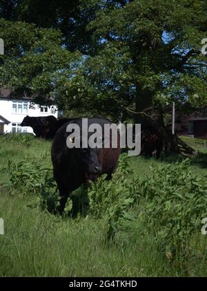 Der junge Schwarze Bullock beobachtet den Rest der Herde Stockfoto