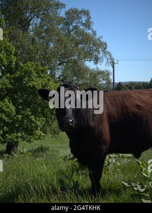 Der junge Schwarze Bullock beobachtet den Rest der Herde Stockfoto