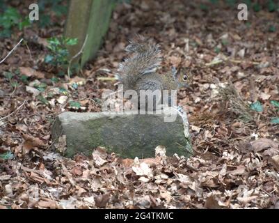 Der junge Eichhörnchen saß auf einem geschliffenen Steinplatz im Grabstein von Gawsworth Cheshire in der St. James the Great Church Stockfoto
