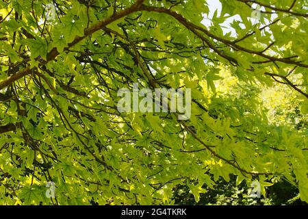 Ein Blick unter einem japanischen Ahorn, Acer palmatum, Baum zurück beleuchtet mit Sonnenschein zeigt die Zweige und leuchtend grünen Sommer farbigen Blättern Stockfoto